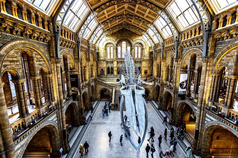 The Blue Whale Skeleton