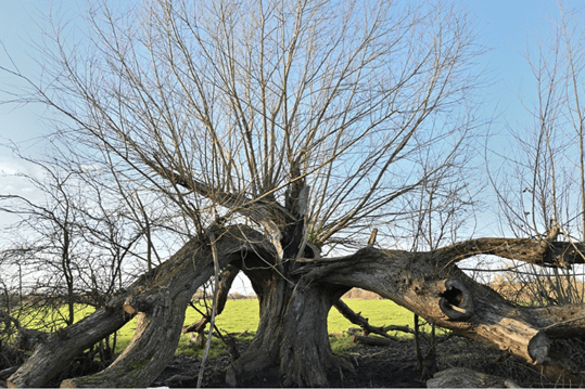 outdoor tree