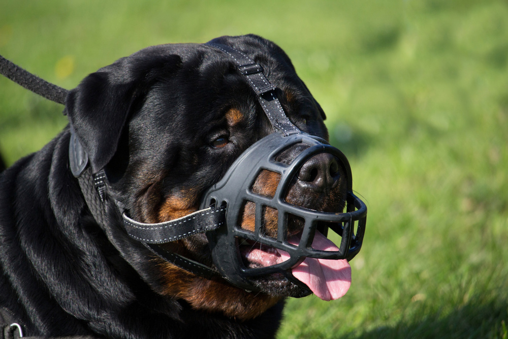 The portrait of a large adult male rottweiler dog muzzled and kept on a leash