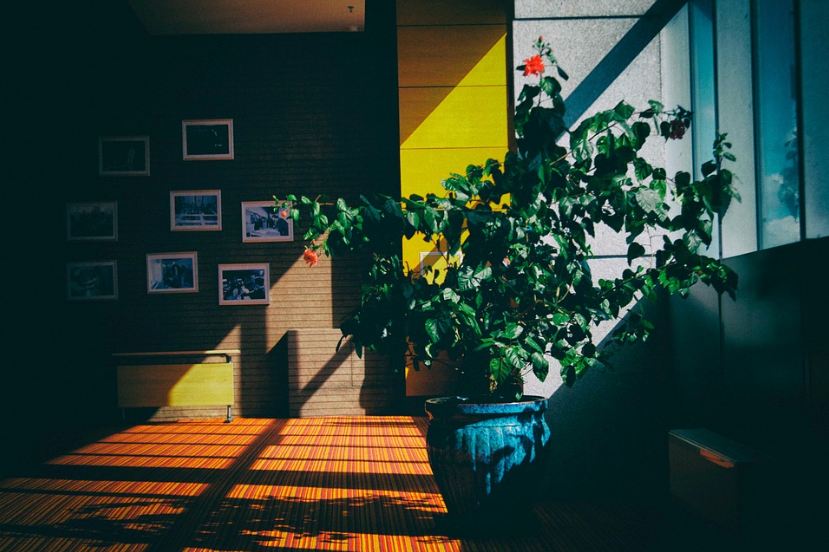 a blue pot, a big plant, a lot of leaves, a wall with frames behind the plants, printed floor