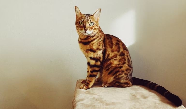Bengal