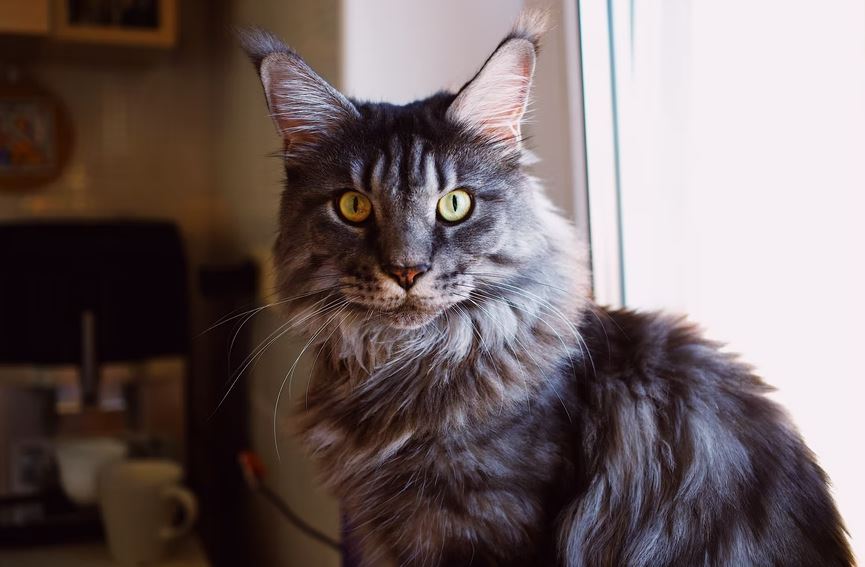 Maine Coon