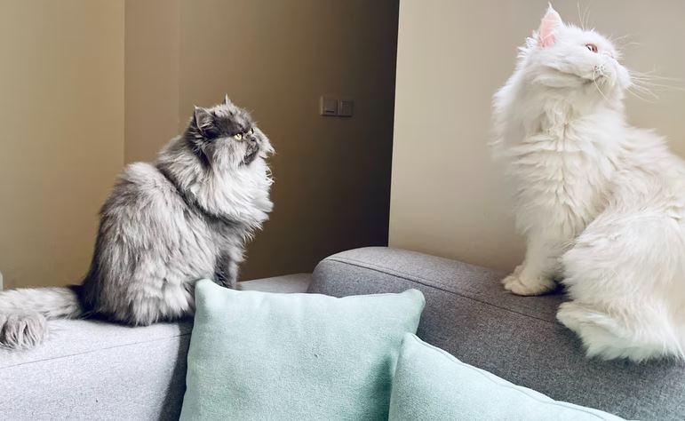 Persian cat
