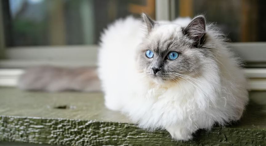 Ragdoll cat