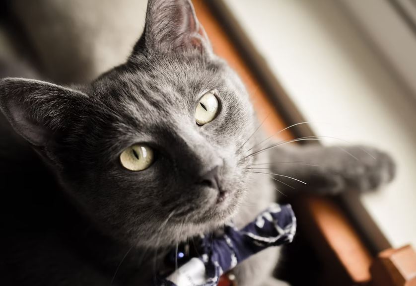 Russian Blue