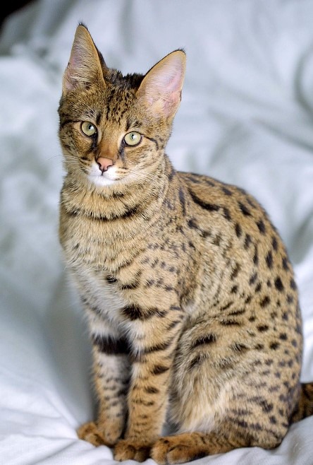 Savannah Cat