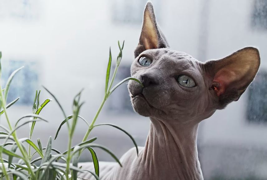 Sphynx