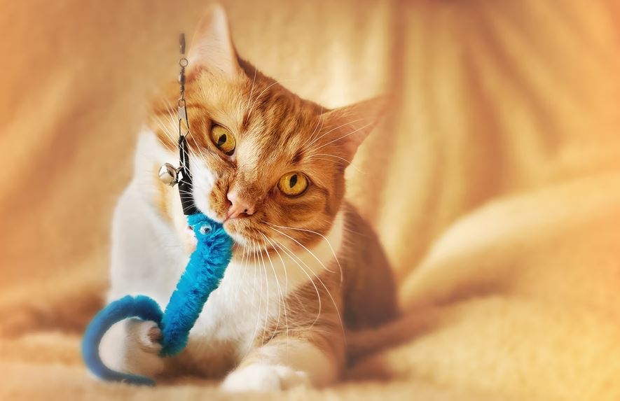A cat playing with a toy