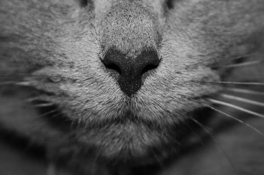A cat’s nose