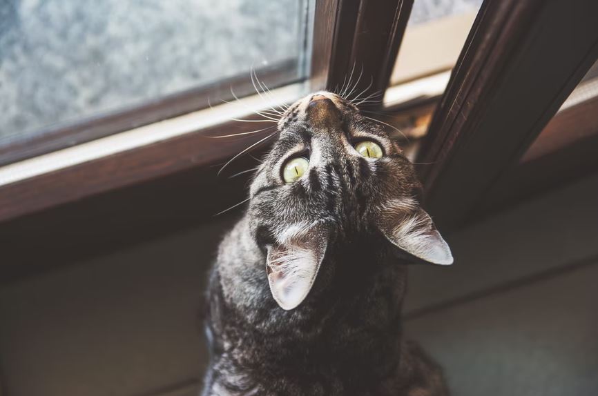 Cat standing in front of a door