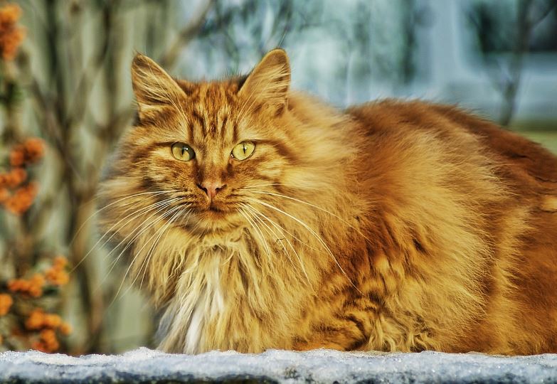 Crookshanks