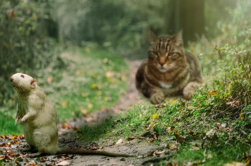 Intelligent Cat